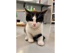 Butters, Domestic Shorthair For Adoption In Topeka, Kansas