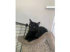 Max, Domestic Shorthair For Adoption In West Palm Beach, Florida