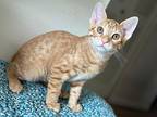 Biscuit, Domestic Shorthair For Adoption In West Palm Beach, Florida