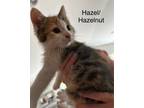 Adopt Hazelnut Butter a Domestic Short Hair