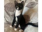 Athena, Domestic Shorthair For Adoption In West Palm Beach, Florida