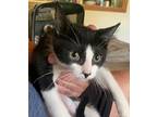 Abby, Domestic Shorthair For Adoption In West Palm Beach, Florida