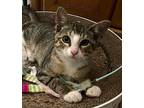 Moses, Domestic Shorthair For Adoption In West Palm Beach, Florida