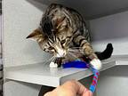 Marcus, Domestic Shorthair For Adoption In New York, New York