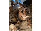 Margaret, Domestic Shorthair For Adoption In Bowie, Maryland