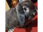 Adopt Benna a Bunny Rabbit