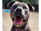 Judge, Terrier (unknown Type, Medium) For Adoption In Silverdale, Washington