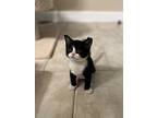 Onyx, Domestic Shorthair For Adoption In Youngsville, North Carolina