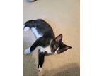 Tempest, Domestic Shorthair For Adoption In Youngsville, North Carolina