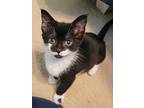 Licorice, Domestic Shorthair For Adoption In Youngsville, North Carolina