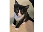 Velvet, Domestic Shorthair For Adoption In Youngsville, North Carolina
