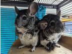 Etrellita & Twinkle, Chinchilla For Adoption In Chino, California