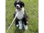 Adopt Mandy a Poodle, Bernese Mountain Dog