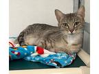Slick, Domestic Shorthair For Adoption In Gillette, Wyoming