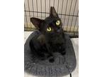 Adopt Frenchie a Domestic Short Hair