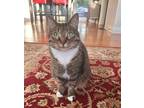 Adopt Sagira - Offered by Owner - Friendly and Young a Tabby