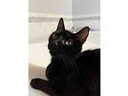Mia, Domestic Shorthair For Adoption In Melville, New York