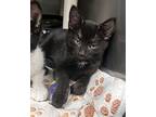 Gadget, Domestic Shorthair For Adoption In Newport, North Carolina