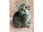 Cassiopeia, Domestic Shorthair For Adoption In Melville, New York