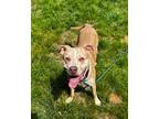 Dudley, American Pit Bull Terrier For Adoption In Newport, North Carolina