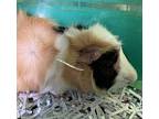 Snap, Guinea Pig For Adoption In Sioux City, Iowa