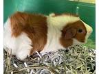 Ginger, Guinea Pig For Adoption In Sioux City, Iowa