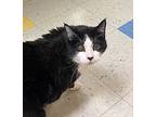 Boots, Domestic Shorthair For Adoption In Sioux City, Iowa