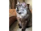 Djakosh, Persian For Adoption In Manchester, New Hampshire