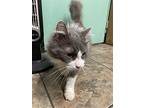 Roger, Domestic Longhair For Adoption In Cortland, New York