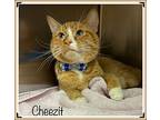 Cheezit, Domestic Shorthair For Adoption In Holly Springs, Georgia