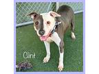 Clint (see Also Labella), American Staffordshire Terrier For Adoption In Holly