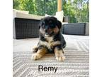 Australian Shepherd Puppy for sale in Abbeville, SC, USA