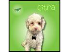 Adopt Citra a Cavalier King Charles Spaniel, Poodle
