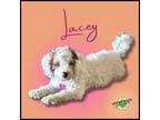 Adopt Lacey a Cavalier King Charles Spaniel, Poodle