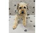 Adopt Yancy a Yorkshire Terrier, Mixed Breed