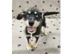 Adopt Yalena a Siberian Husky, Yorkshire Terrier