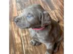 Twinkie Pink Collar Silver Lab