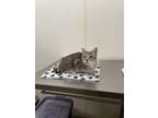 Adopt Flower - Young Gray Tabby #23 a Domestic Short Hair