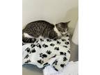 Adopt Marlow - Young Gray & Black Tabby #15 a Domestic Short Hair