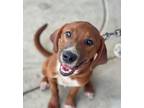Adopt Cayenne a Redbone Coonhound, Collie