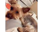 Yorkshire Terrier Puppy for sale in Greenville, SC, USA