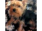 Yorkshire Terrier Puppy for sale in Wonder Lake, IL, USA