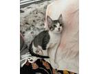 Adopt Ricochet a Domestic Short Hair