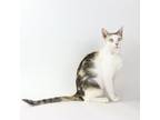 Adopt Atali a Domestic Short Hair