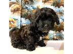 Shih-Poo Puppy for sale in Parsons, KS, USA