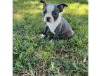 Boston Terrier Puppy for sale in Merced, CA, USA