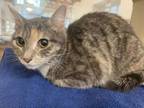 Adopt Hannah a Domestic Short Hair