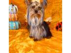 Yorkshire Terrier Puppy for sale in Hesperia, CA, USA