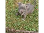 Staffordshire Bull Terrier Puppy for sale in Griffin, GA, USA