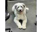 Adopt Everlee a Great Pyrenees, Border Collie